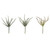 Vickerman 10.5 Green Haworthia Spray Asst 6/Pk