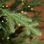 Vickerman Kamas Fraiser Fir Artificial Color Changing Christmas Tree 