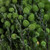 Vickerman 12-15 inch Green Lanuginosa, 5-6 oz Bundle, Preserved