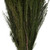 Vickerman 12-15 inch Green Lanuginosa, 5-6 oz Bundle, Preserved