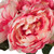  Vickerman 20" Artificial Peony Bunch 