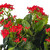  Vickerman Artificial Kalanchoe Bush 