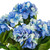  Vickerman 21" Artificial Hydrangea Bush 