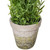  Vickerman Artificial Lavender Topiary 