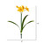  Vickerman Artificial Narcissus Spray 