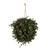  Vickerman Artificial Green Angel Vine Kissing Ball 