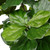  Vickerman Artificial Potted Everyday Fiddle Tree 