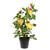  Vickerman 21" Artificial Rose Plant in Pot 