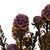 Vickerman 12" Tortum Bundle, Preserved 