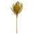  Vickerman 12" Banksia Flower with Dyed Foliage, Dried 