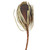  Vickerman 12" Natural Jumbo Banksia Flower with Stem, Dried 25 Pack 