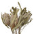  Vickerman Banksia Menziesii, Dried 