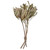  Vickerman Banksia Menziesii, Dried 