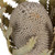  Vickerman Banksia Menziesii, Dried 