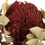  Vickerman 12" Baxteri (Banksia) Flower with Stem, Dried 
