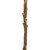  Vickerman 12" Baxteri (Banksia) Flower with Stem, Dried 