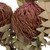  Vickerman Banksia Baxterii, Dried 