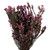  Vickerman 12-22" Natural Phylica Bundle, Preserved 