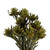  Vickerman 8"-20" Plumosum Bundle, Female, Preserved 