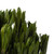  Vickerman Spring Platys Foliage Bundle, Preserved 