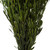  Vickerman Spring Platys Foliage Bundle, Preserved 
