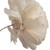  Vickerman 4" Natural Botanicals Dried Sola Flower on Wire Stem 