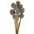  Vickerman Platy Cone attached to a Reed Stem, Dried 