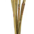  Vickerman Platy Cone attached to a Reed Stem, Dried 