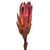  Vickerman 8-12" Repens on a Natural Stem, Dried 