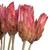  Vickerman 18-24" Repens Head attached to a Reed Stem, Dried 