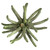  Vickerman 3-4" Spider Claws, Dried 