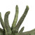  Vickerman 3-4" Spider Claws, Dried 