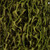  Vickerman Olympia Seed Pod, Dried 