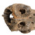  Vickerman Natural Cholla Cactus Segment, Dried 
