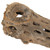  Vickerman Natural Cholla Cactus Segment, Dried 