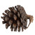 Vickerman Natural Botanicals 2" Blue Pine 