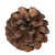  Vickerman Natural Botanicals 2" Blue Pine 