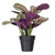 Vickerman 16" Calathea Roseopicta in Black Pot 