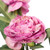  Vickerman 27" Artificial Rose Spray 