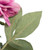  Vickerman 27" Artificial Rose Spray 