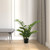  Vickerman Potted Green Zamifolia Bush 