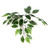  Vickerman 6' Artificial Variegated Ficus Tree 