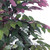  Vickerman Artificial Capensia Executive Potted Tree 