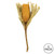  Vickerman 12" Natural Jumbo Banksia Flower with Stem, Dried 2 Pack 