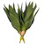  Vickerman 8 inch  Artificial Green Aloe Vera Pick 2 per Bag. 