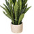  Vickerman 28 inch  Artificial Green Snake Plant in 5.9 x 5.9 x 4.9 inch  Gray Cement Pot. 