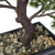  Vickerman Artificial Potted Pine Bonsai Tree 