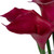 Vickerman Artificial 24 inch Purple Calla Lillies in Glass Vase