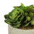 Vickerman 8 inch Artificial Succulent Arrangement