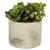 Vickerman 8 inch Artificial Succulent Arrangement